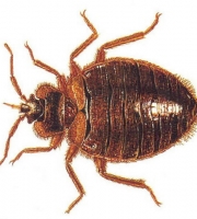 BIRMINGHAM BEDBUGS